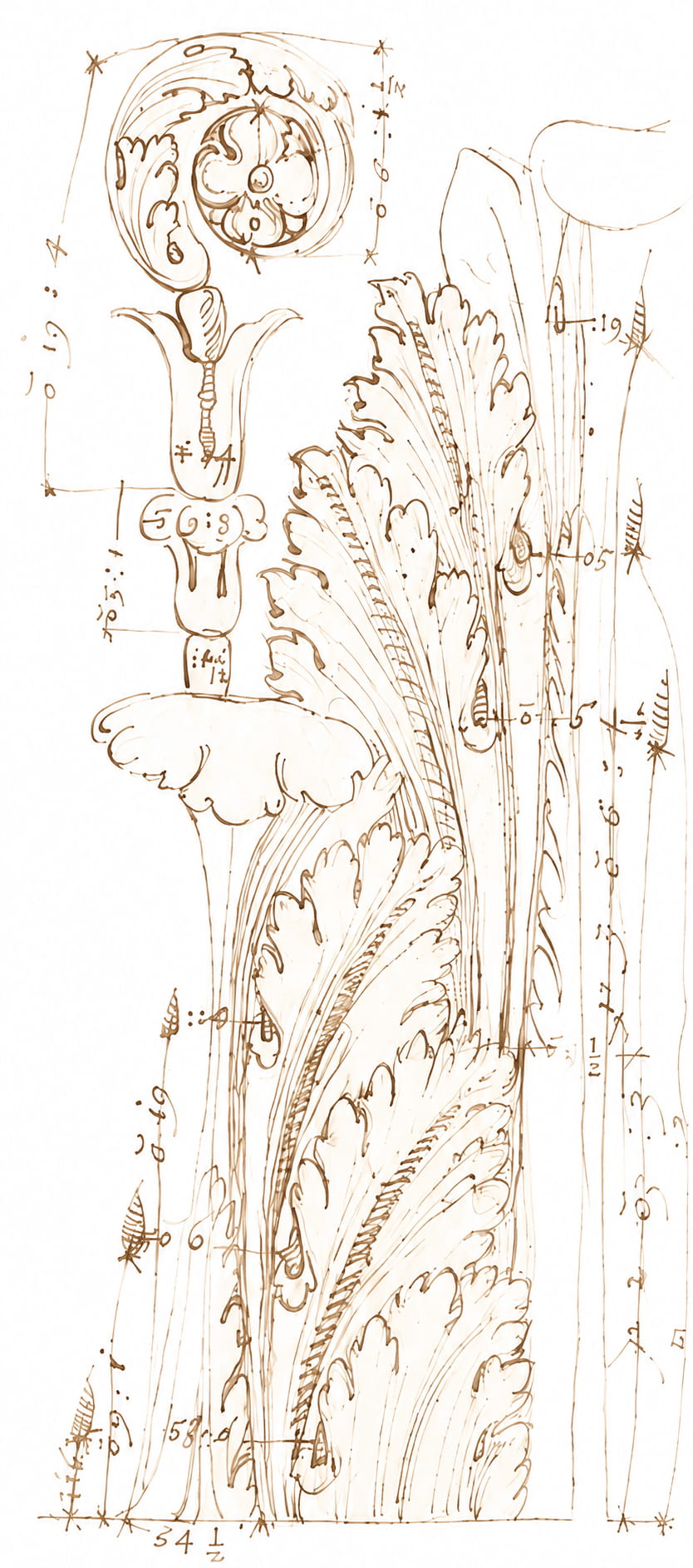 Détail de volute et de feuille d'acanthe